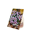 BLOOMIQUE - Mélange de 40 - Crocus Sativus - Crocus Safran - Bleu - Bulbes à Fleurs - Floraison d'Automne - vignette
