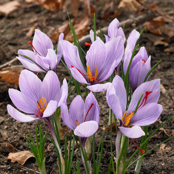 BLOOMIQUE - Mélange de 40 - Crocus Sativus - Crocus Safran - Bleu - Bulbes à Fleurs - Floraison d'Automne - large