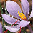BLOOMIQUE - Mélange de 40 - Crocus Sativus - Crocus Safran - Bleu - Bulbes à Fleurs - Floraison d'Automne - vignette
