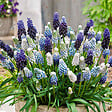 BLOOMIQUE - Mélange de 50 - Mélange Muscari - Jacinthe de raisin - Raisins bleus - Blanc, Bleu - Bulbes à fleurs - vignette