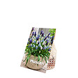 BLOOMIQUE - Mélange de 50 - Mélange Muscari - Jacinthe de raisin - Raisins bleus - Blanc, Bleu - Bulbes à fleurs - vignette