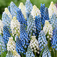 BLOOMIQUE - Mélange de 50 - Mélange Muscari - Jacinthe de raisin - Raisins bleus - Blanc, Bleu - Bulbes à fleurs - vignette