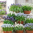 BLOOMIQUE - Mélange de 50 - Mélange Muscari - Jacinthe de raisin - Raisins bleus - Blanc, Bleu - Bulbes à fleurs - vignette