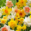 BLOOMIQUE - Mélange de 15 - Narcisse - Jonquille - Mélange de fleurs printanières - Mélange de couleurs - vignette