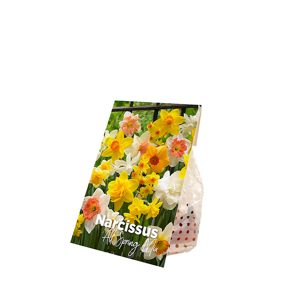 BLOOMIQUE - Mélange de 15 - Narcisse - Jonquille - Mélange de fleurs printanières - Mélange de couleurs - large
