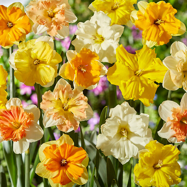 BLOOMIQUE - Mélange de 15 - Narcisse - Jonquille - Mélange de fleurs printanières - Mélange de couleurs - large