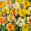 BLOOMIQUE - Mélange de 15 - Narcisse - Jonquille - Mélange de fleurs printanières - Mélange de couleurs - vignette