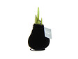 BLOOMIQUE - Bulbe d'Amaryllis en Cire - Revêtement Velours Noir - Bulbe à Fleurs - H. 15-25 cm à la Livraison - vignette
