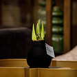 BLOOMIQUE - Bulbe d'Amaryllis en Cire - Revêtement Velours Noir - Bulbe à Fleurs - H. 15-25 cm à la Livraison - vignette