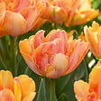 BLOOMIQUE - Mélange de 20 - Tulipa Double Pêche - Bulbes de Tulipes - Fleur Double - Bulbes à Fleurs - vignette