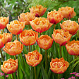 BLOOMIQUE - Mélange de 20 - Tulipa Double Pêche - Bulbes de Tulipes - Fleur Double - Bulbes à Fleurs - vignette