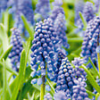 BLOOMIQUE - Mélange de 50 - Muscari Armeniacum - Jacinthe de raisin - Raisins bleus - Bulbes à fleurs - vignette