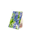 BLOOMIQUE - Mélange de 50 - Muscari Armeniacum - Jacinthe de raisin - Raisins bleus - Bulbes à fleurs - vignette