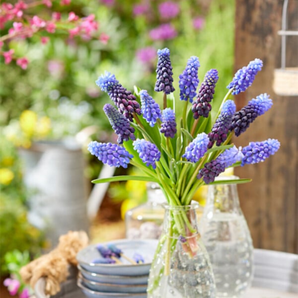 BLOOMIQUE - Mélange de 50 - Muscari Armeniacum - Jacinthe de raisin - Raisins bleus - Bulbes à fleurs - large