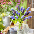BLOOMIQUE - Mélange de 50 - Muscari Armeniacum - Jacinthe de raisin - Raisins bleus - Bulbes à fleurs - vignette