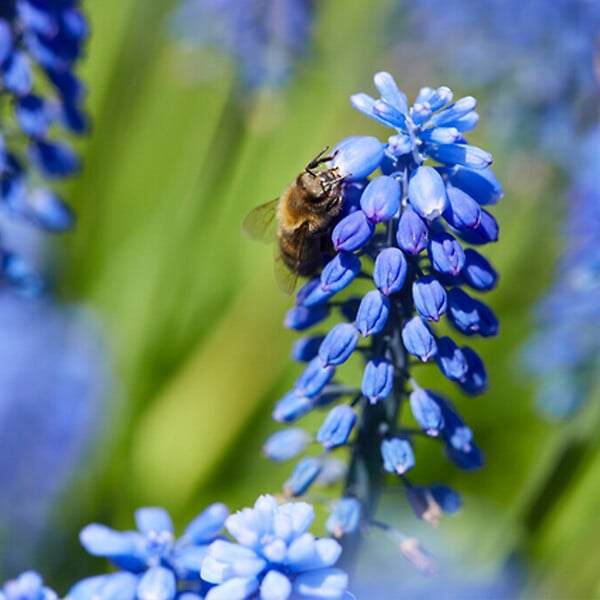 BLOOMIQUE - Mélange de 50 - Muscari Armeniacum - Jacinthe de raisin - Raisins bleus - Bulbes à fleurs - large