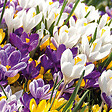 BLOOMIQUE - Mélange de 40 - Crocus - Crocus - Mélange de Couleurs - Bulbes à Fleurs - Floraison Printemps - vignette
