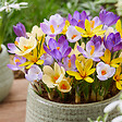 BLOOMIQUE - Mélange de 40 - Crocus - Crocus - Mélange de Couleurs - Bulbes à Fleurs - Floraison Printemps - vignette