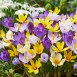 BLOOMIQUE - Mélange de 40 - Crocus - Crocus - Mélange de Couleurs - Bulbes à Fleurs - Floraison Printemps - vignette