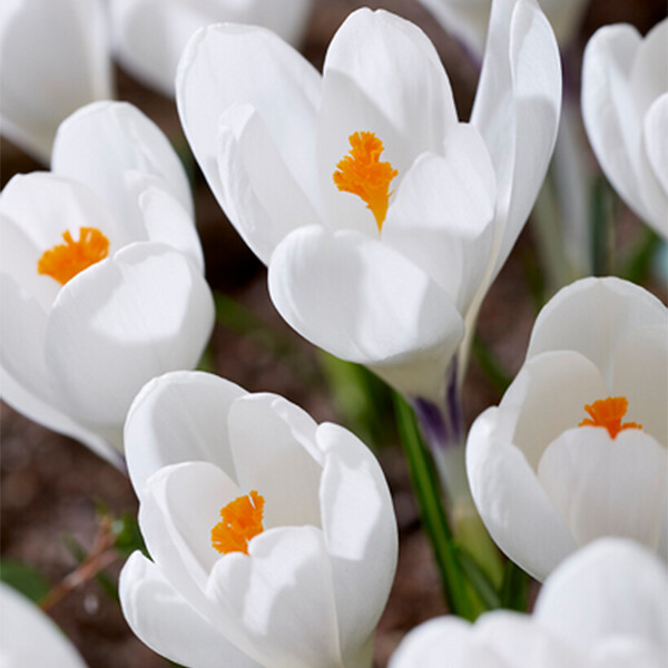 BLOOMIQUE - Mélange de 40 - Crocus - Crocus - Mélange de Couleurs - Bulbes à Fleurs - Floraison Printemps - large