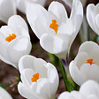 BLOOMIQUE - Mélange de 40 - Crocus - Crocus - Mélange de Couleurs - Bulbes à Fleurs - Floraison Printemps - vignette