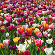 BLOOMIQUE - Mélange de Tulipes 20 - 60 jours - Bulbes de Tulipes - Mélange de Couleurs - Bulbes à Fleurs - vignette