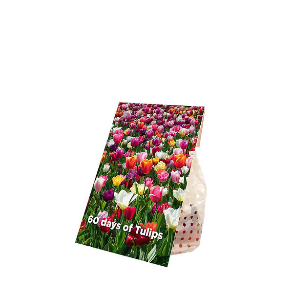 BLOOMIQUE - Mélange de Tulipes 20 - 60 jours - Bulbes de Tulipes - Mélange de Couleurs - Bulbes à Fleurs - large