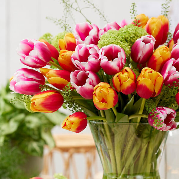 BLOOMIQUE - Mélange de Tulipes 20 - 60 jours - Bulbes de Tulipes - Mélange de Couleurs - Bulbes à Fleurs - large