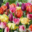 BLOOMIQUE - Mélange de Tulipes 20 - 60 jours - Bulbes de Tulipes - Mélange de Couleurs - Bulbes à Fleurs - vignette