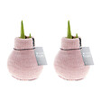 BLOOMIQUE - Lot de 2 - Bulbe d'Amaryllis en Cire - Rose Cosy - Bulbe à Fleurs - H. 15-25 cm à la Livraison - vignette