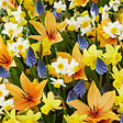 BLOOMIQUE - Mélange de 50 - Mélange de fleurs sauvages - Mélange de 4 espèces - Bulbes à fleurs - vignette