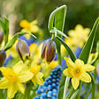 BLOOMIQUE - Mélange de 50 - Mélange de fleurs sauvages - Mélange de 4 espèces - Bulbes à fleurs - vignette