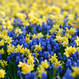 BLOOMIQUE - Mélange de 50 - Mélange de fleurs sauvages - Mélange de 4 espèces - Bulbes à fleurs - vignette