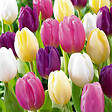 BLOOMIQUE - Mélange de 20 - Tulipa Rainbow Mix - Bulbes de tulipes - Bulbes à fleurs - Floraison printanière - vignette