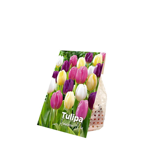 BLOOMIQUE - Mélange de 20 - Tulipa Rainbow Mix - Bulbes de tulipes - Bulbes à fleurs - Floraison printanière - large