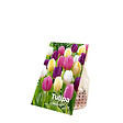 BLOOMIQUE - Mélange de 20 - Tulipa Rainbow Mix - Bulbes de tulipes - Bulbes à fleurs - Floraison printanière - vignette