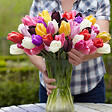 BLOOMIQUE - Mélange de 20 - Tulipa Rainbow Mix - Bulbes de tulipes - Bulbes à fleurs - Floraison printanière - vignette