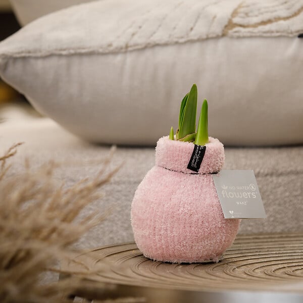 BLOOMIQUE - Bulbe d'Amaryllis en Cire - Rose Cosy - Bulbe à Fleurs - H. 15-25 cm à la Livraison - large