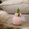 BLOOMIQUE - Bulbe d'Amaryllis en Cire - Rose Cosy - Bulbe à Fleurs - H. 15-25 cm à la Livraison - vignette