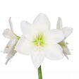 BLOOMIQUE - Bulbe d'Amaryllis en Cire - Rose Cosy - Bulbe à Fleurs - H. 15-25 cm à la Livraison - vignette
