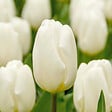 BLOOMIQUE - Mélange de 20 - Tulipa - Bulbes de tulipes - Blanc - Bulbes à fleurs - Floraison printanière - vignette