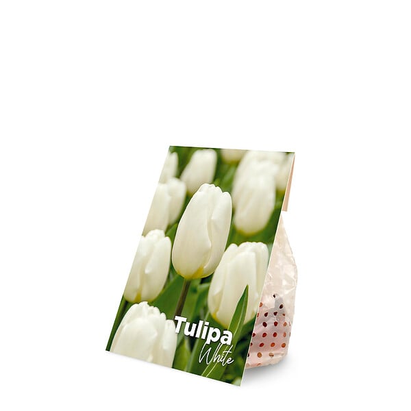 BLOOMIQUE - Mélange de 20 - Tulipa - Bulbes de tulipes - Blanc - Bulbes à fleurs - Floraison printanière - large