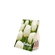 BLOOMIQUE - Mélange de 20 - Tulipa - Bulbes de tulipes - Blanc - Bulbes à fleurs - Floraison printanière - vignette