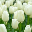 BLOOMIQUE - Mélange de 20 - Tulipa - Bulbes de tulipes - Blanc - Bulbes à fleurs - Floraison printanière - vignette