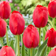 BLOOMIQUE - Mélange de 20 - Tulipa - Bulbes de tulipes - Rouge - Bulbes à fleurs - Floraison printanière - vignette