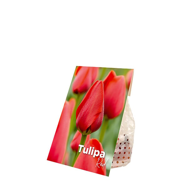 BLOOMIQUE - Mélange de 20 - Tulipa - Bulbes de tulipes - Rouge - Bulbes à fleurs - Floraison printanière - large