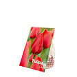 BLOOMIQUE - Mélange de 20 - Tulipa - Bulbes de tulipes - Rouge - Bulbes à fleurs - Floraison printanière - vignette
