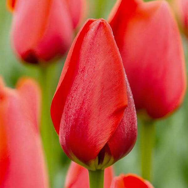 BLOOMIQUE - Mélange de 20 - Tulipa - Bulbes de tulipes - Rouge - Bulbes à fleurs - Floraison printanière - large