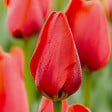 BLOOMIQUE - Mélange de 20 - Tulipa - Bulbes de tulipes - Rouge - Bulbes à fleurs - Floraison printanière - vignette