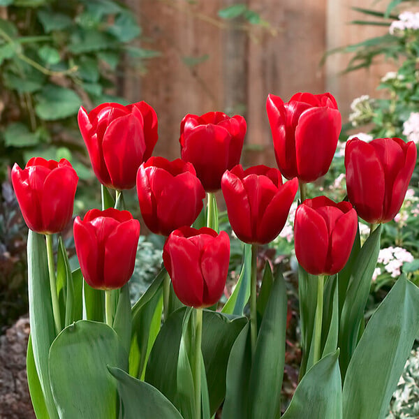 BLOOMIQUE - Mélange de 20 - Tulipa - Bulbes de tulipes - Rouge - Bulbes à fleurs - Floraison printanière - large